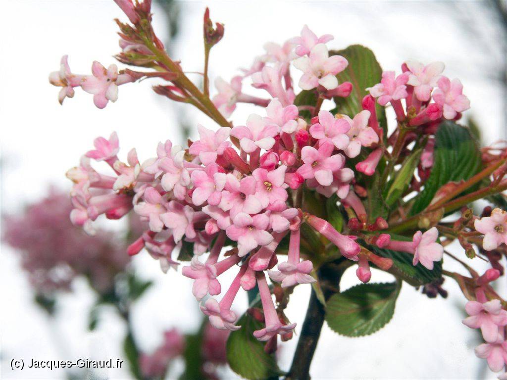 2005-03-30 17-59-38 Fin-Mars 170,0mm 1_40_eme F9,0.JPG